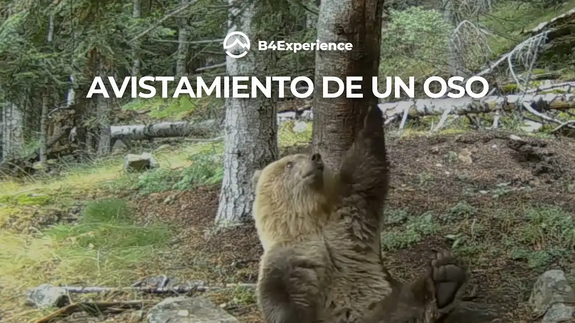 Fotograma de una entrevista en vídeo a un rastreador del oso pardo en el Pirineo, producida por B4 Experience