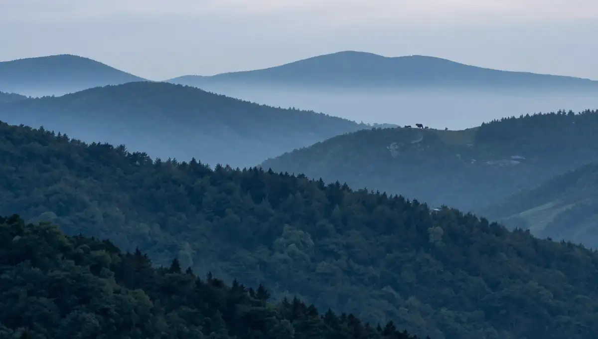 Sierras boscosas de la Cordillera Cantábrica al amanecer con un oso pardo diminuto cruzando una ladera lejana