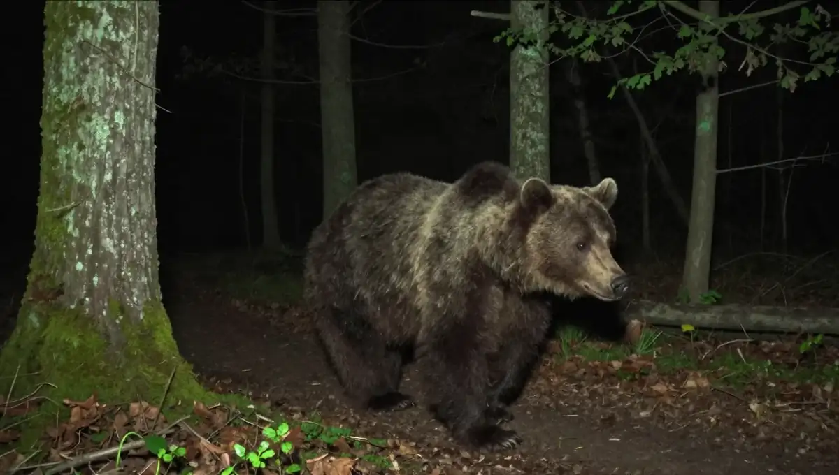 Un oso pardo captado de noche por una cámara de foto-trampeo en un bosque de robles